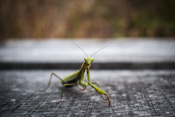 Macro shot of green Mantis against blur background
