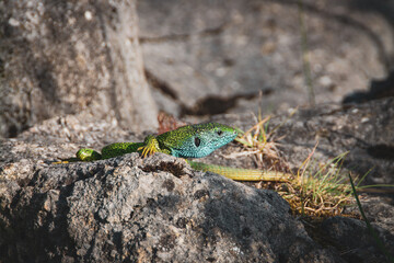 Green blue lizard on a rock against blur background
en lizard on a rock