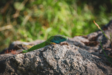 Green blue lizard on a rock against blur background
