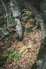 Closeup of an old deformed tree branch growing in a forest
