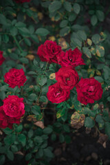 Red roses bloom amidst lush green foliage in a tranquil garden during summer, showcasing nature's beauty and vibrancy