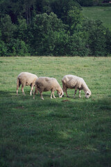 Obraz premium Vertical shot of sheep grazing in the grass in a rural area 