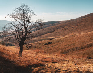 Lone tree with meadows and mountain in background in late afternoon during late autumn, Zlatibor, Serbia