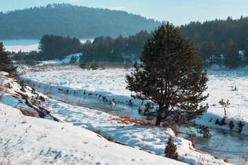 Frozen creek in the forest during winter morning