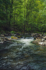River in the woods with water cascades over rocks