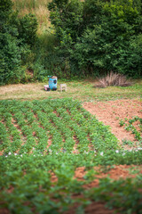 Garden in hills