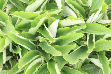 Obraz premium Calathea orbifolia plant on nursery