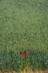 Abstract picture of poppies in the wheat field