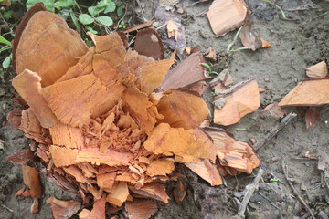 Cut Down Tree Trunk on farm