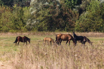 Obraz premium Akhal-Teke Horses Grazing in a Scenic Field