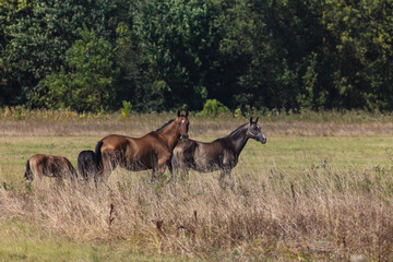 Akhal-Teke Horses Grazing in a Scenic Field
