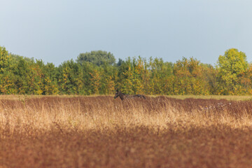 Obraz premium Akhal-Teke Horses Grazing in a Scenic Field