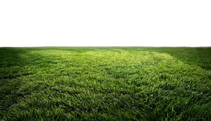 Obraz premium green grass field meadow, white background cut out