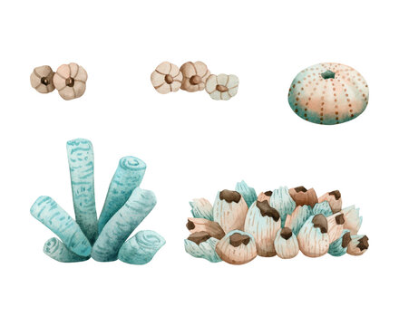 Sea urchin, sponge tube and barnacles shells colony watercolor isolated illustration set. Monochrome tropical sea reef animals in blue and brown colors. Underwater marine nature for nautical prints