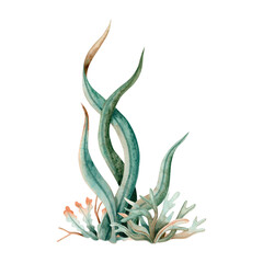 Long seaweed of laminaria watercolor illustration isolated on white. Monochrome underwater seabed plants in green, brown and orange colors. Sea bottom drawing for marine design and nautical prints © Elena Malgina