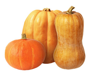 Butternut squash (Cucurbita moschata) and pumpkins isolated on white or transparent background