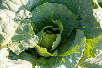 Heads of cabbage growing in the garden