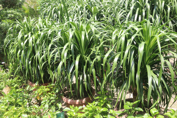 Dracaena draco leaf ornamental plant