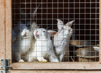 Rabbits are sitting in a cage on a farm