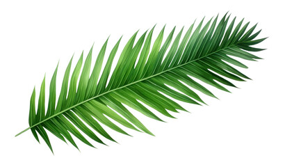 Naklejka premium PNG Palm leaves plant leaf tree.