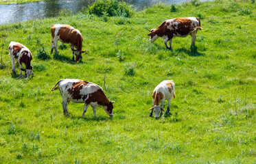 A herd of cows with red spots graze in nature