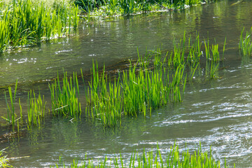 Green reeds grow on the river in summer