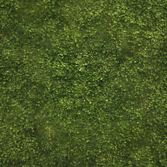 Grass texture. pattern. Natural ground cover with grass texture. 