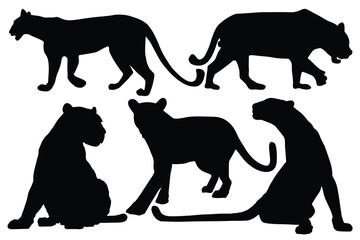 Silhouettes of leopard, cheetah. Black panther vector illustration design. Angry panther silhouette, full length, showing her teeth, walking Different view. Dangerous animals icon. Panther Day
