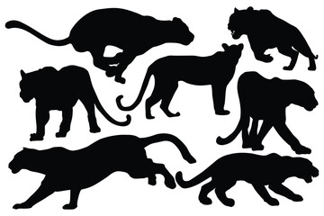Silhouettes of leopard, cheetah. Black panther vector illustration design. Angry panther silhouette, full length, showing her teeth, walking Different view. Dangerous animals icon. Panther Day 