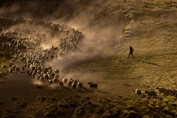There is a flock of sheep grazing in the dust on the mountain, brown sheep, dust, there is a hazy air that has risen into the air. Sheep are moving quickly in rows Tatvan