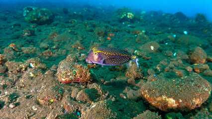 Underwater photo of a colorful tropical fish at a coral reef. From a scuba dive in Bali, Indoensia.