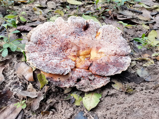 mushroom on the tree