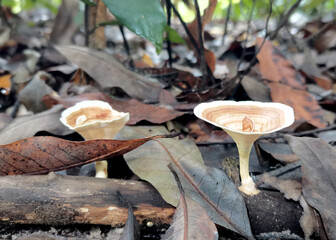 mushrooms in the forest