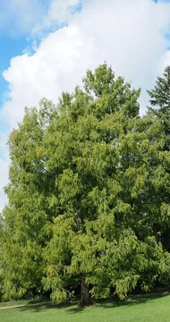 Apparence majestueuse d'un metasequoia glyptostroboides ou M&eacute;tasequoia du Sechuan, grand conif&egrave;re aux branches ramifi&eacute;es pendantes et portant un feuillage d&eacute;coup&eacute; de foug&egrave;re, vert tendre
