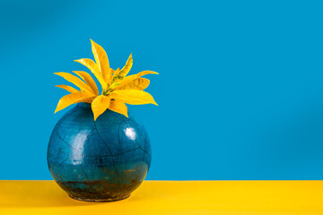 Yellow spotted croton plant in the blue ceramic pot. © Yuriy Chertok