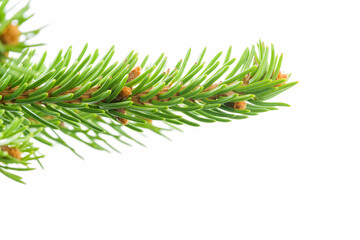 Fresh spruce green branch isolated on white
