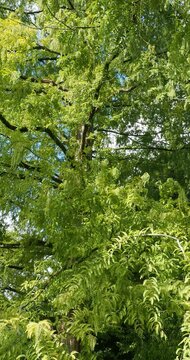 Metasequoia glyptostroboides ou sapin d'eau, haut conif&egrave;re majestueux au tronc droit, branches et rameaux brun-rouge&acirc;tre au feuillage de foug&egrave;re souple, d&eacute;coup&eacute;, vert brillant  