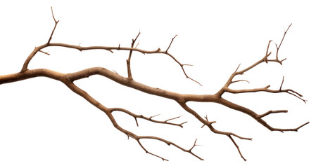 Fototapeta premium PNG Plant tree branch nature.