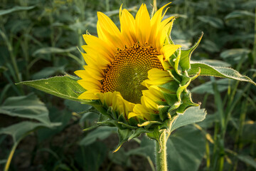 sunflower in the field