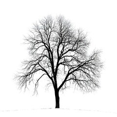 Obraz premium Winter tree silhouette on white background