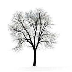Fototapeta premium Winter tree silhouette on white background
