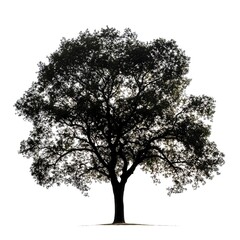 Silhouette of a large tree isolated on a white background.