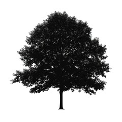 field maple tree, vector black color silhouette, isolated white background