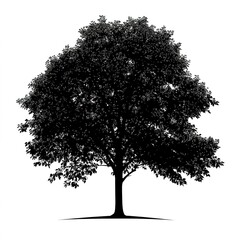 field maple tree, vector black color silhouette, isolated white background