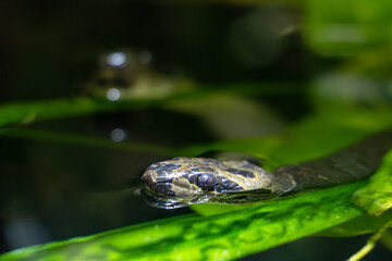 A small striped kukri snake, Oligodon fasciolatus swims in the water