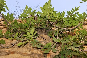 Wild fig trees grow with their roots in very hard rocks without the need for watering. I have known these trees for about 30 years, of course these trees are much older than that, their growth is slow
