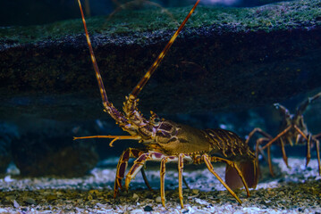 A lobster walking on the ocean floor, staring into the camera lens.