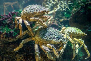 Two edible crabs mounted on top of each other look towards the lens.