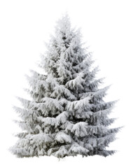 Fototapeta premium Snowy christmas tree outdoors nature plant.