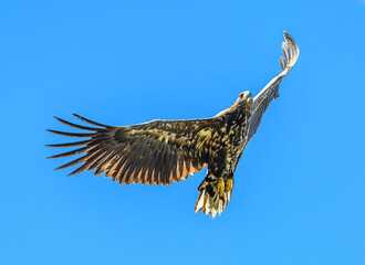 juvenile white-tailed eagle (Haliaeetus albicilla) in flight